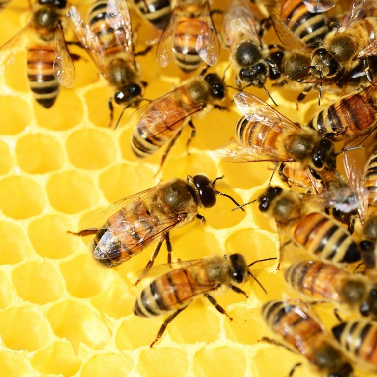 Lire la suite à propos de l’article Les abeilles en danger
