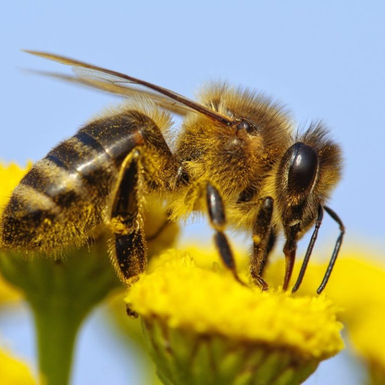Lire la suite à propos de l’article Les Différents types/races d’abeille
