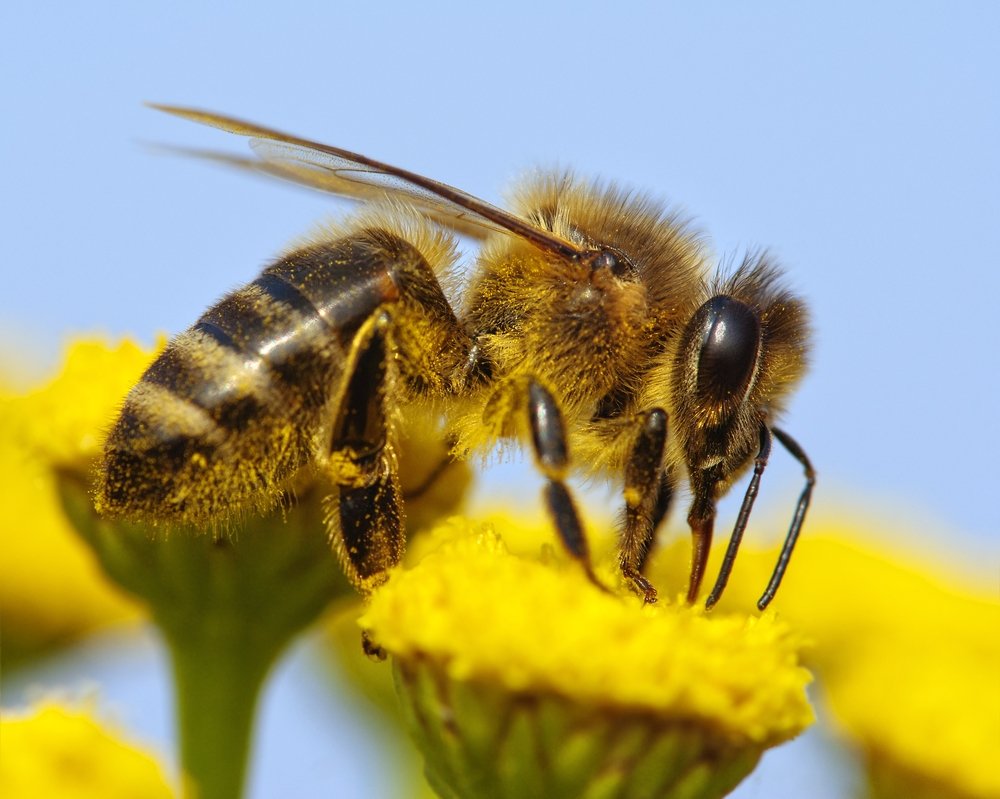 Lire la suite à propos de l’article Les Différents types/races d’abeille